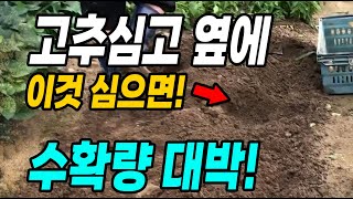 고추심고 옆에 이것 심으면 대박! 작은텃밭 효율적으로 돌리는 방법