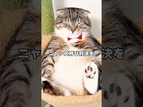 よめぞーと猫の名前呼び対決したら反応が露骨すぎるニャンズがいて泣いた🤣🤣🤣 #猫