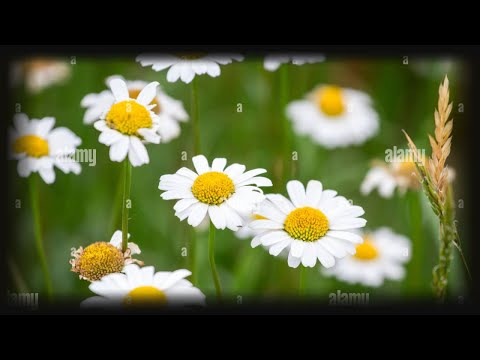 Kamille (Matricaria chamomilla) - Beschreibung, Aussehen, Ansprüche, Anbau und Pflege