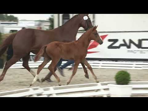 Kessen, Vitalis-Licotus-Pik Noir