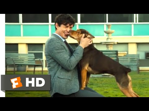 A Dog's Way Home (2018) - Finding Her Human Scene (9/10) | Movieclips