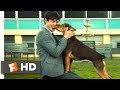 A Dog's Way Home (2018) - Finding Her Human Scene (9/10) | Movieclips