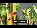 Can yellow bamboo turn green again ?