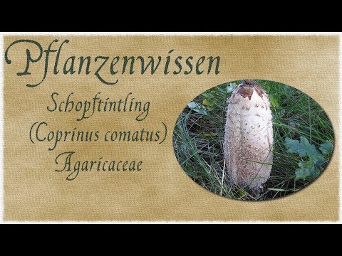 Pflanzenwissen - Der Schopftintling