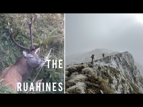 RUAHINE STAG - Tops hunting, public land NZ
