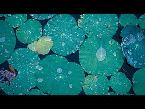 On the Zen of Therapy with Dr. Mark Epstein and Alzak Amlani | CIIS Public Programs