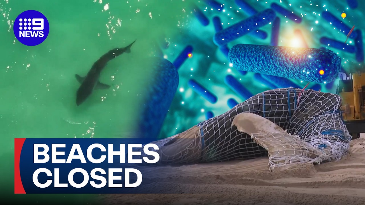 Shark and e-coli fears in wake of whale beaching at popular swim spot | 9 News Australia