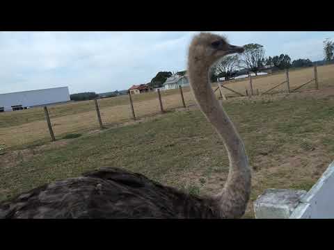 avestruz no restaurante cabanha em Urussanga SC hilário e Tânia volta de de gramados rs para joinvll