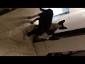 Naughty Cats Laurakyeah LauraKuczynski Funnycatvideos Catsfunnyvideos Nmforu Paw4fun Pets