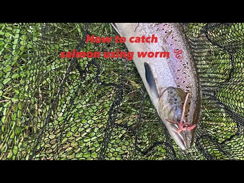 How to catch a salmon using worms 🪱