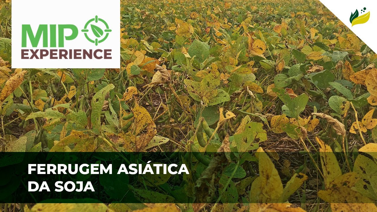 Ferrugem asiática da soja