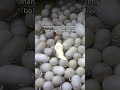 Just 1 pound of silk means 3,000 silkworms die.