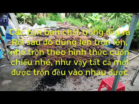 HƯỚNG DẪN LÀM CHẤT TRỒNG HỔN HỢP GIÀNH CHO CÂY CẢNH -  MAI VÀNG