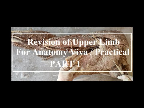 Revision of upper limb Dissection for Anatomy viva/ Practical (Muscles + Nerve supply ) PART 1