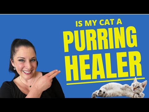 Is My Cat A Purring Healer?