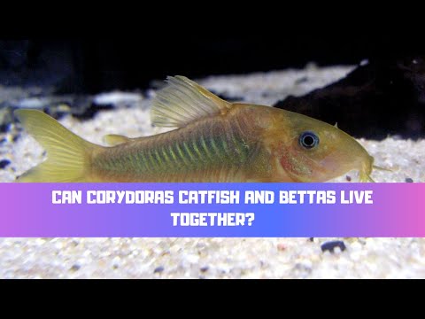Can Corydoras Catfish And Bettas Live Together? (A Bettas Perfect Tank Mate?)