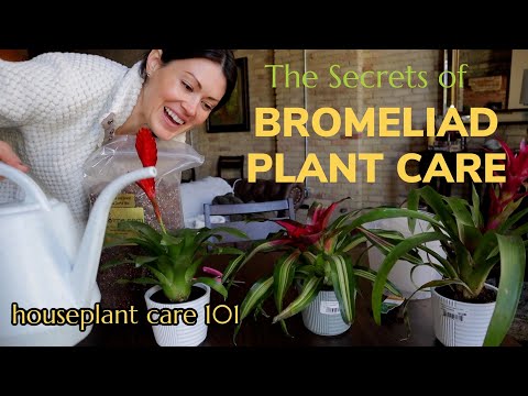 How To Care For a Bromeliad Plant - Blooms, Lighting, Soil, Water, & Repot - Houseplant Care 101