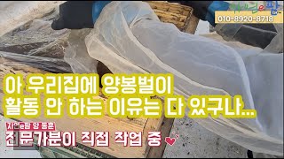 딸기 양봉벌 방치만 하셨나요??? 양봉벌통도 관리해야 오래 사용하고 수정도 잘합니다. 떡밥도 주고 설탕물도 …