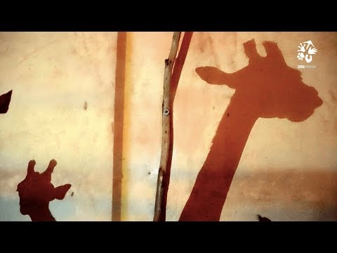 Zoo Praha představuje večerní prohlídky