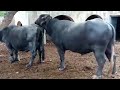 Buffalo Breedar Crossing Natural Meeting King Bull