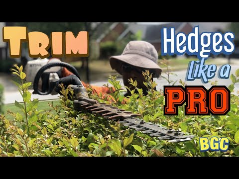 image-Can you cut a hedge down to the ground? 