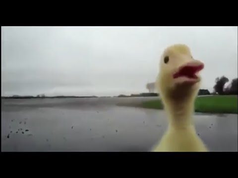 Kein bock video zu Schneiden.