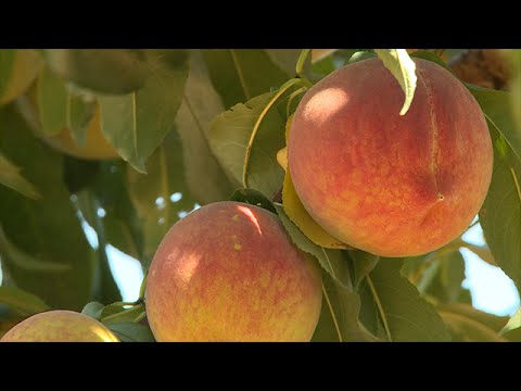 download lagu mp3 mp4 Peach Farms In East Texas, download lagu Peach Farms In East Texas gratis, unduh video klip Peach Farms In East Texas