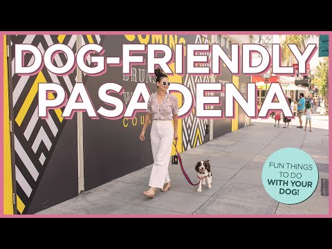加州帕薩迪納對狗友好的活動 (Dog-Friendly Things To Do in Pasadena, California)