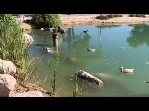 The City Of North Las Vegas Craig Ranch Park Walking Tour 2022