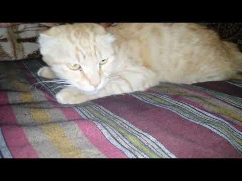 cute cat#Munib's cute cat||