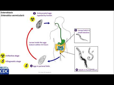 Enterobius vermicularis life cycle