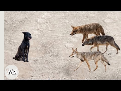 Look What Happened When Those Coyotes Attacked Dog 🐶