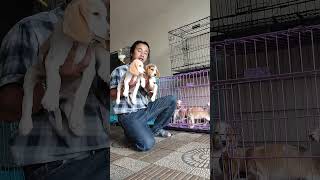 Download lagu anjing pemburu terbaik dengan ukuran mini jenis beagle #beagle mp3 Download lagu anjing pemburu terbaik dengan ukuran mini jenis beagle #beagle mp3