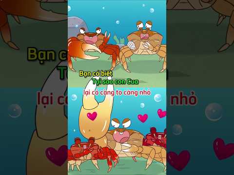 Bạn có biết tại sao Cua lại có càng to càng nhỏ?