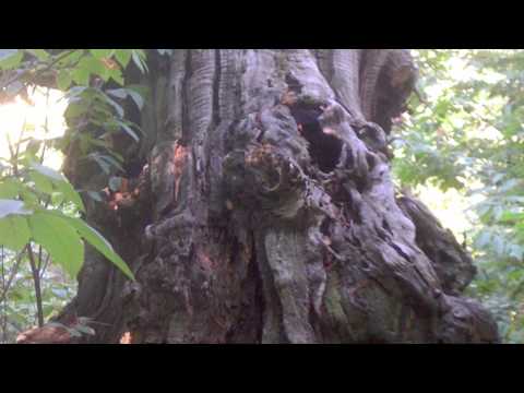 Sasso Pisano - Toscana - Italia 1 - 1080p.mov