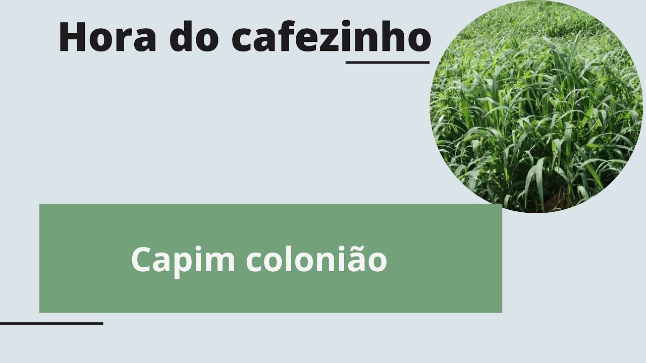 Capim COLONIÃO: hora do cafezinho
