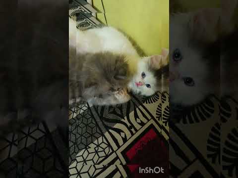 shake shake 💕💕💕💕💕