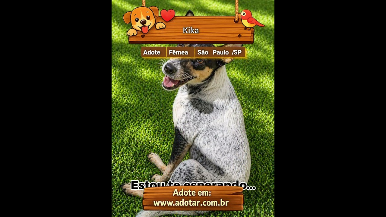 Cachorro raça SRD-ViraLata idade 1 ano nome Kika