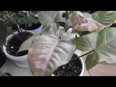 Комнатные цветы. Обзор моих цветов в августе 2019г.