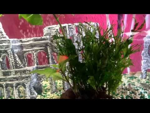 Acuario peces tropicales , guppy , neon , cebrita , monjita , coridora , gambita ...