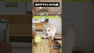 この場合あなたならどうしますか？#猫ミーム #cat #猫