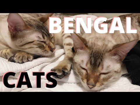 Meet my SNOW BENGAL CATS (kitty room tour & price breakdown)