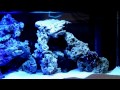 Juwel Rio 240 live rock reef marine aquascape 