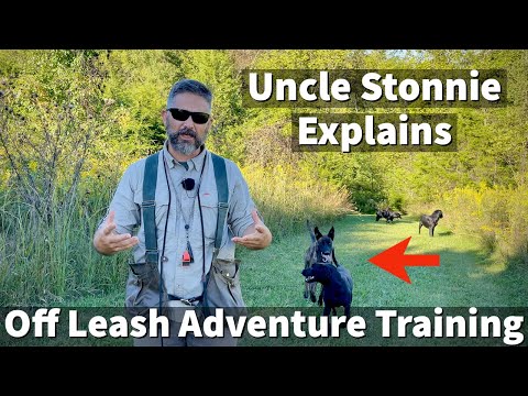 Uncle Stonnie Explains The Benefits Of Off Leash Dog Training Adventures