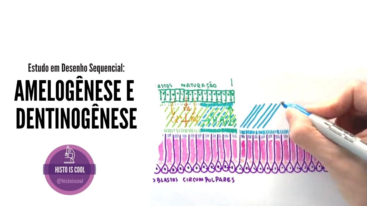 AMELOGÊNESE E DENTINOGÊNESE - Estudo em Desenho Sequencial