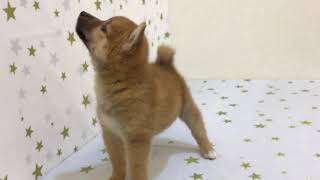 柴犬の動画01