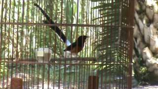Download lagu Murai Batu (Shama) Vs Wild Shama (Video 03) mp3