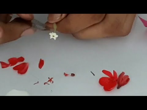 VARTIKA - Science week day 4 || Dissection of flower ||