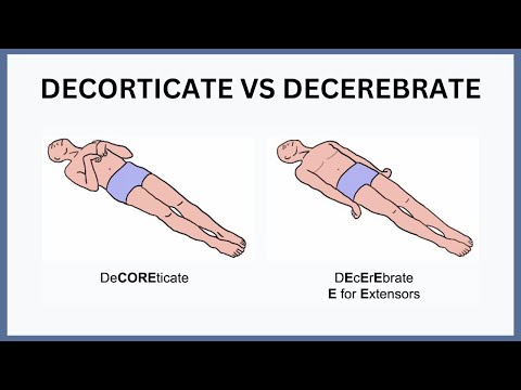 Decorticate vs Decerebrate Explained