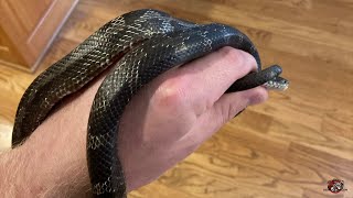 Rat Snake Removed from the Attic of a House in Macon, Georgia